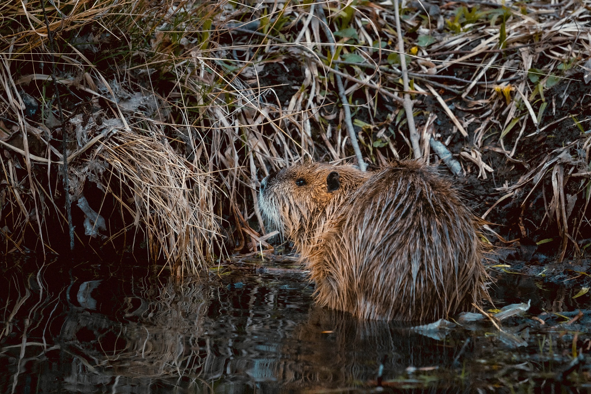 The Beavers of Death