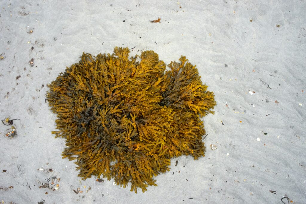 Ocean acidification improves the nutritive and medicinal value of a brown seaweed
