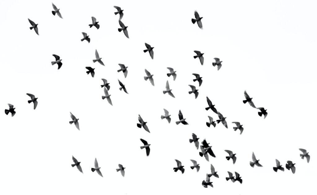 A warming climate enhances bird reproduction in Finland