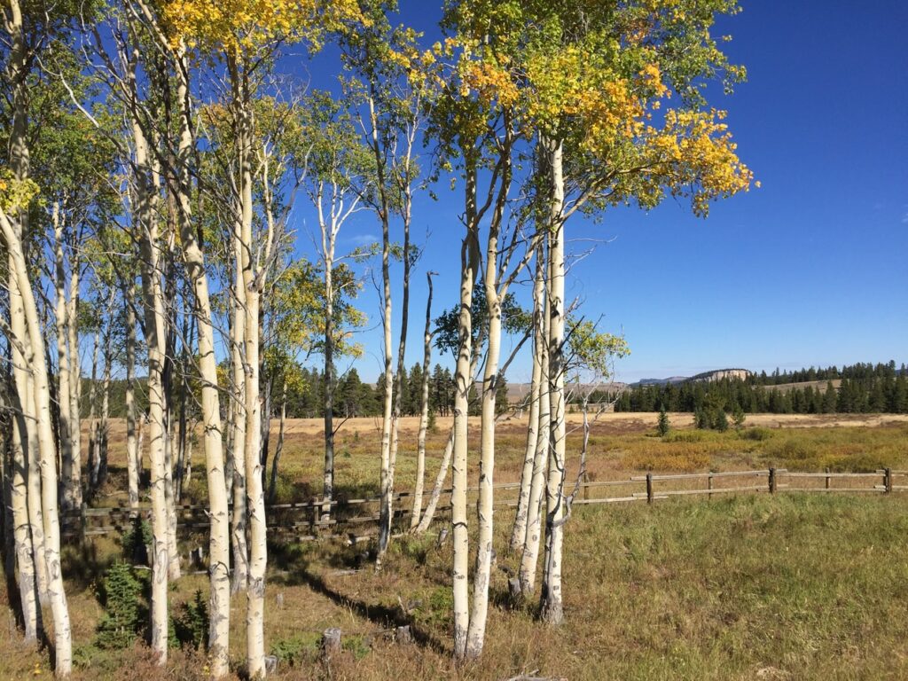 Elevated CO2 Enhances the Early Spring Growth of Birch Trees