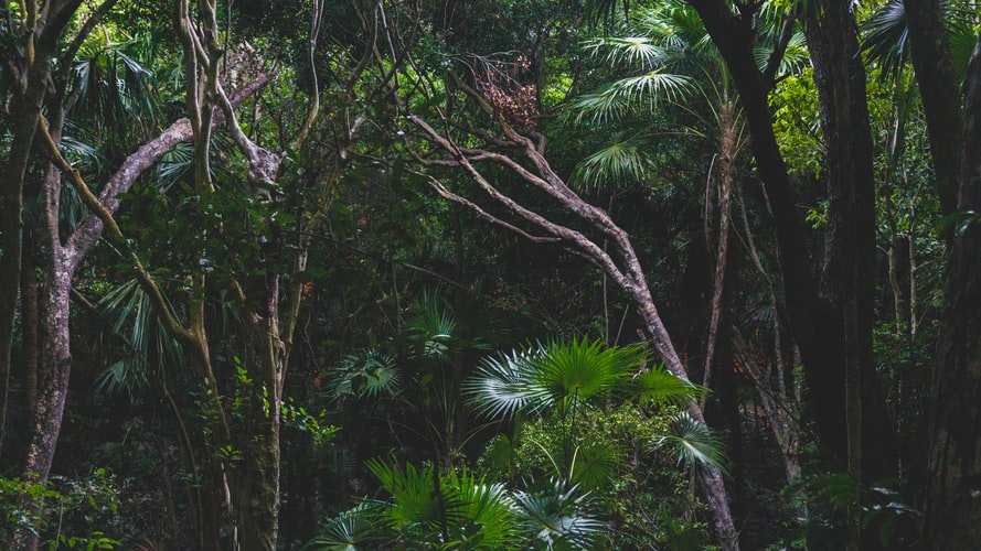 Exploring African Vegetation Change Since 1982