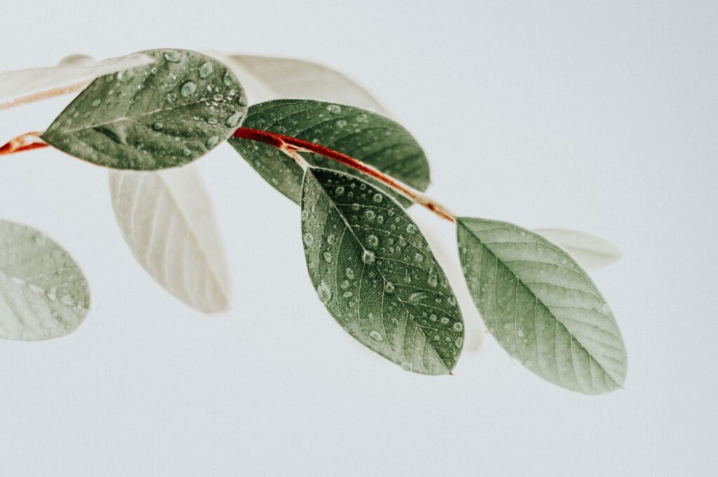 Further evidence the CO2 fertilization effect is presently enhancing global vegetative productivity