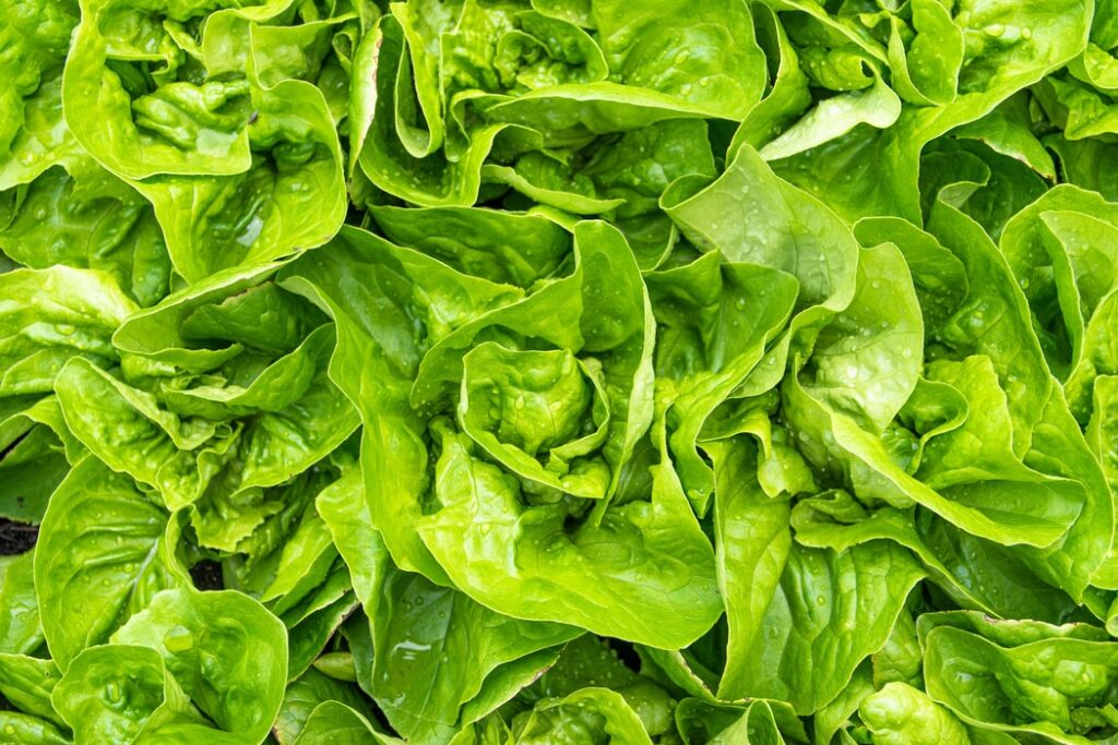 The impact of elevated CO2 on a key antioxidant in lettuce