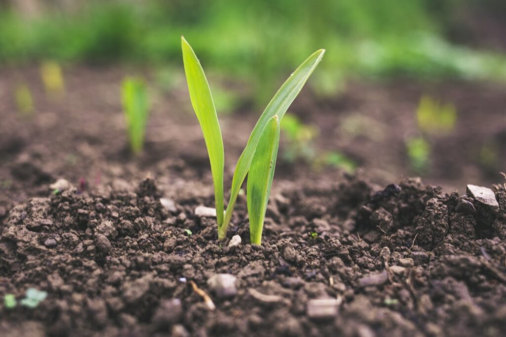 The growth response of maize to CO2 across two generations
