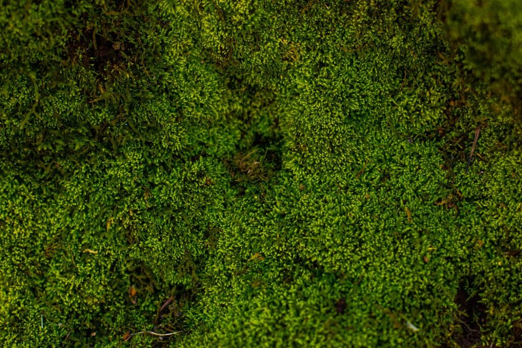 The combined impact of warming and CO2 on peatland fine-root growth