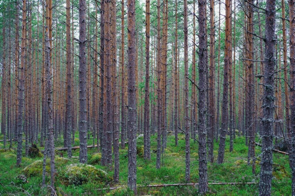 1,000 years of treeline change in northwest Finnish Lapland