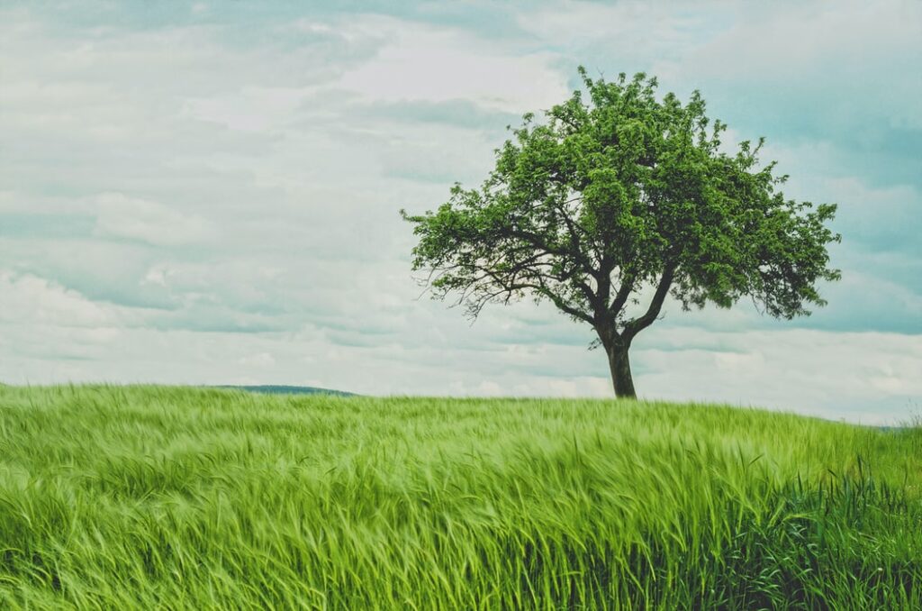 Trees like CO2?