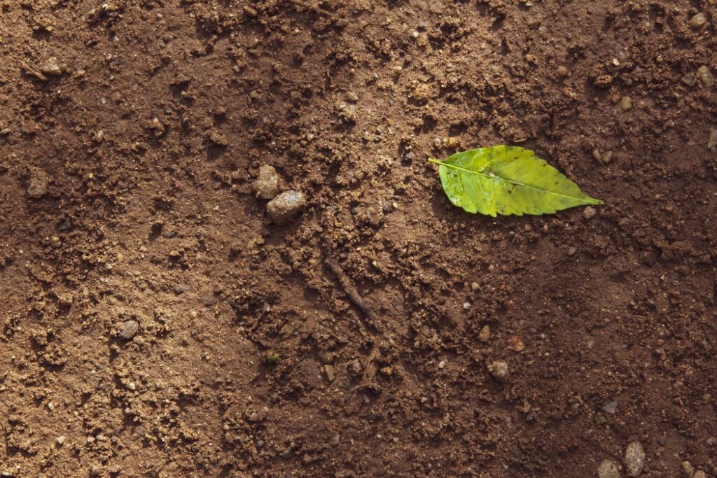 A single leaf lying on dirt.