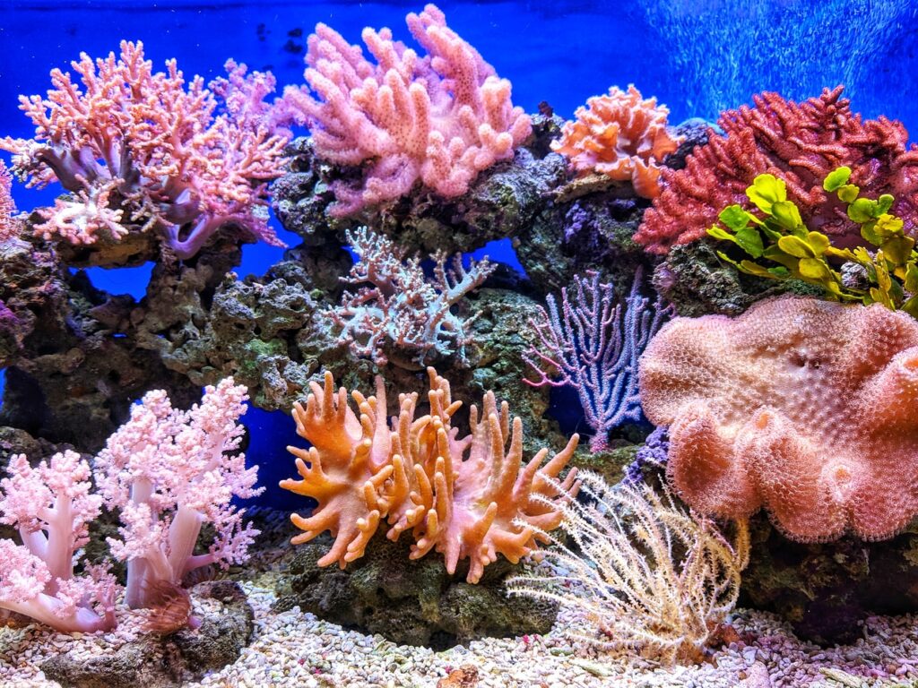 Coral reef.