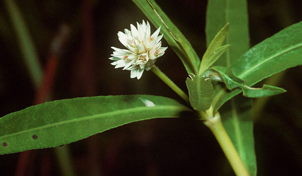 Alligator weed plant.