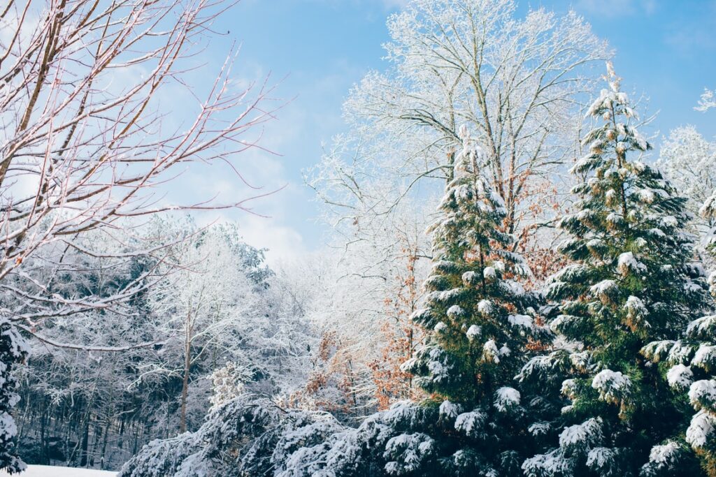 A snowy forest.