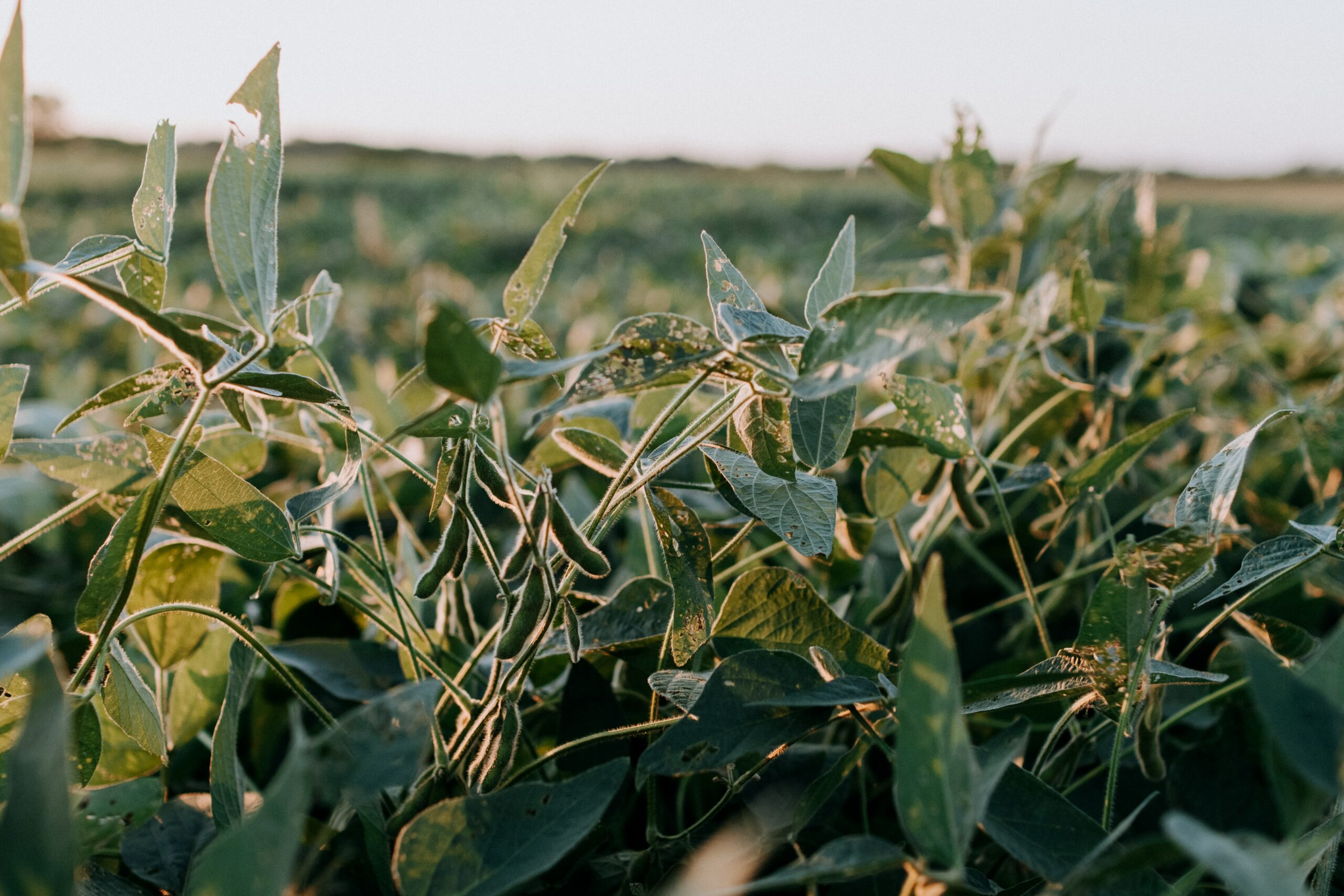 Elevated CO2 helps mitigate the negative effects of water stress on
