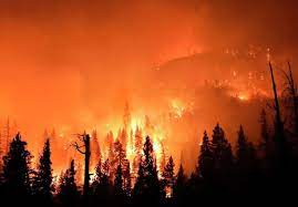 A large forest fire.