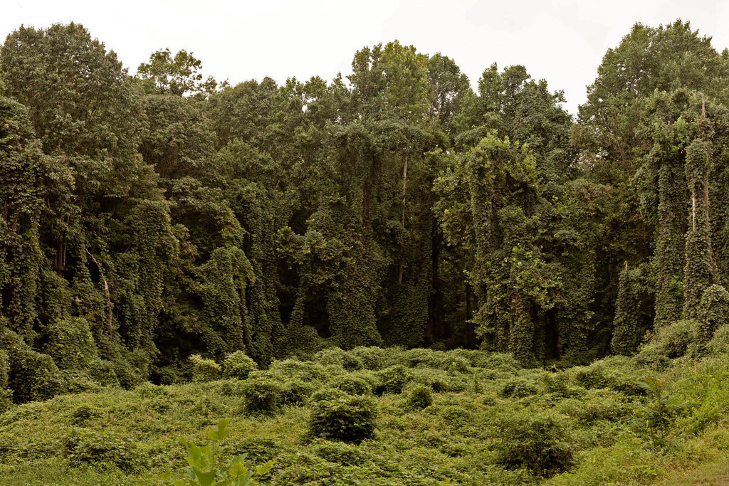 Forest completely covered in ivy.
