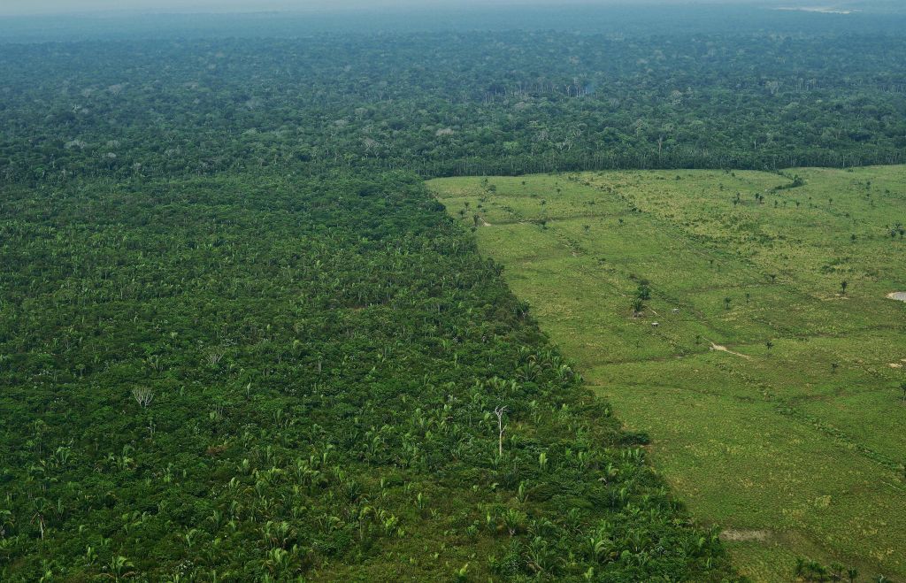 A green field cut into a large forest.