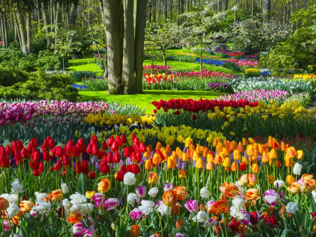 Tulips blossom in a green forest.