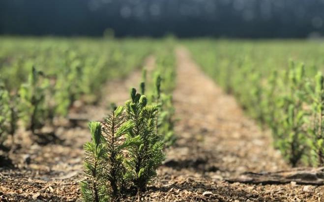 Tidbits Small pine saplings planted in rows.