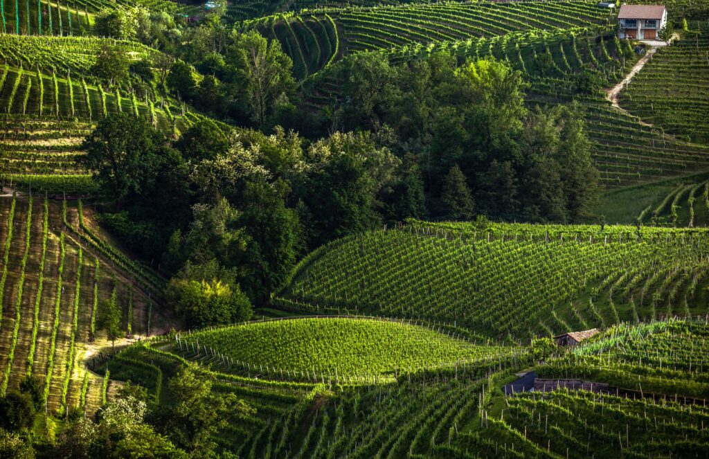 Prosecco vines in Italy