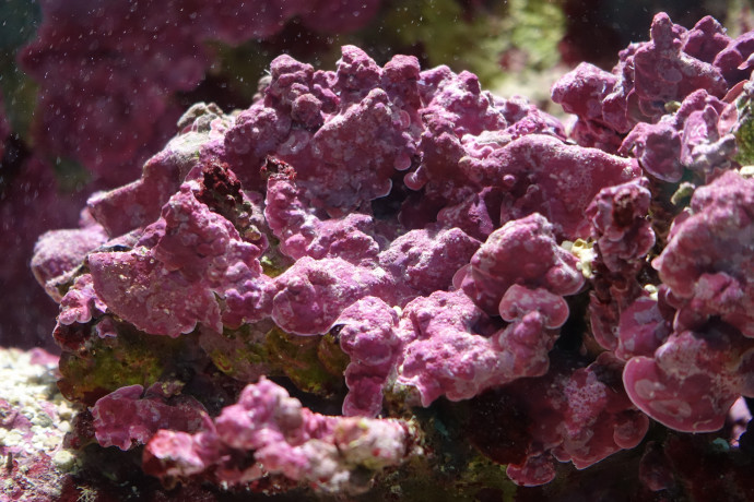 Coralline algae