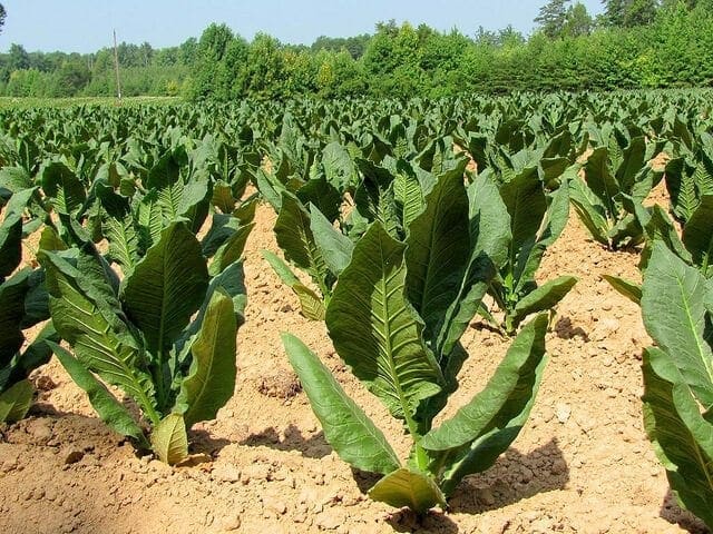 tobacco plants growing