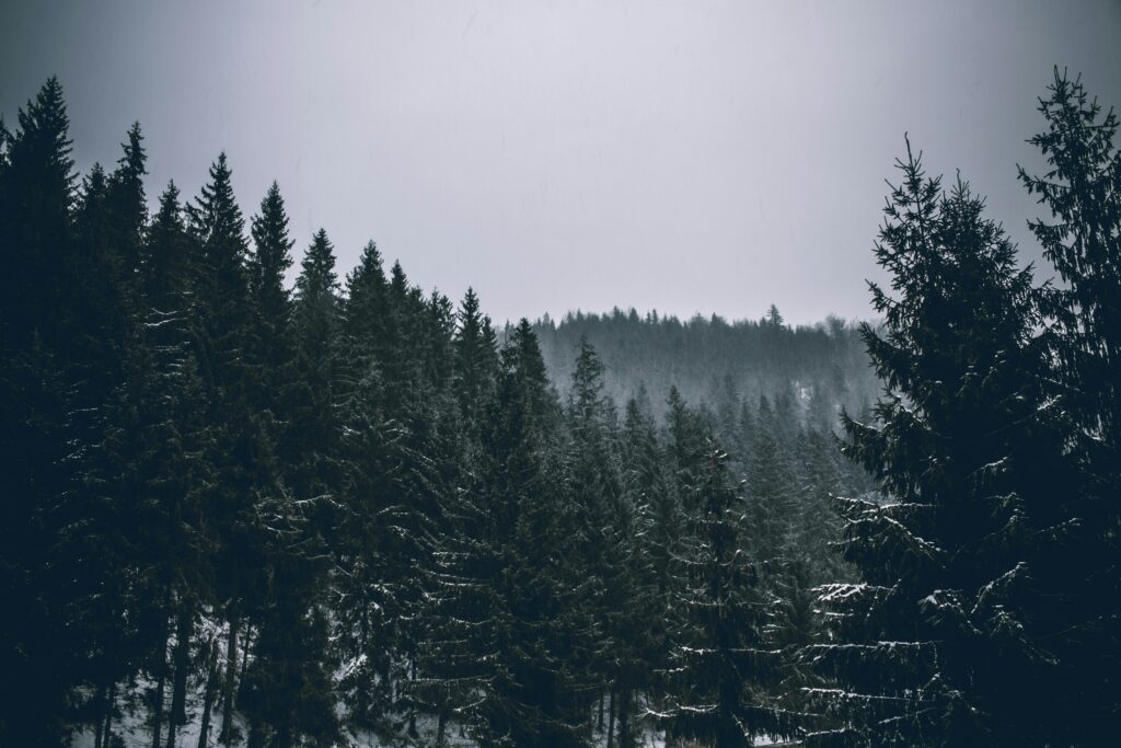 pine trees in fog