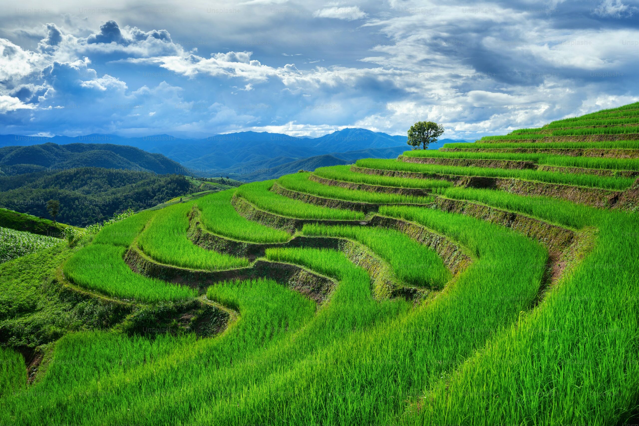 Response of Oryza Sativa L. [rice] to elevated CO2 levels - Climate ...