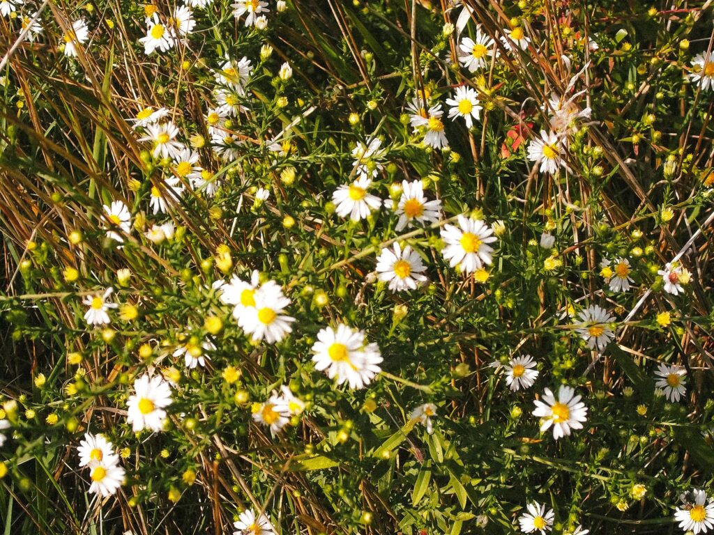 Holly-Leaved Daisy Bush