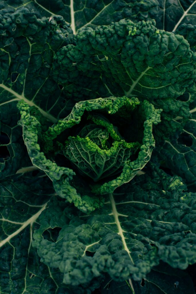 Dark green cabbage