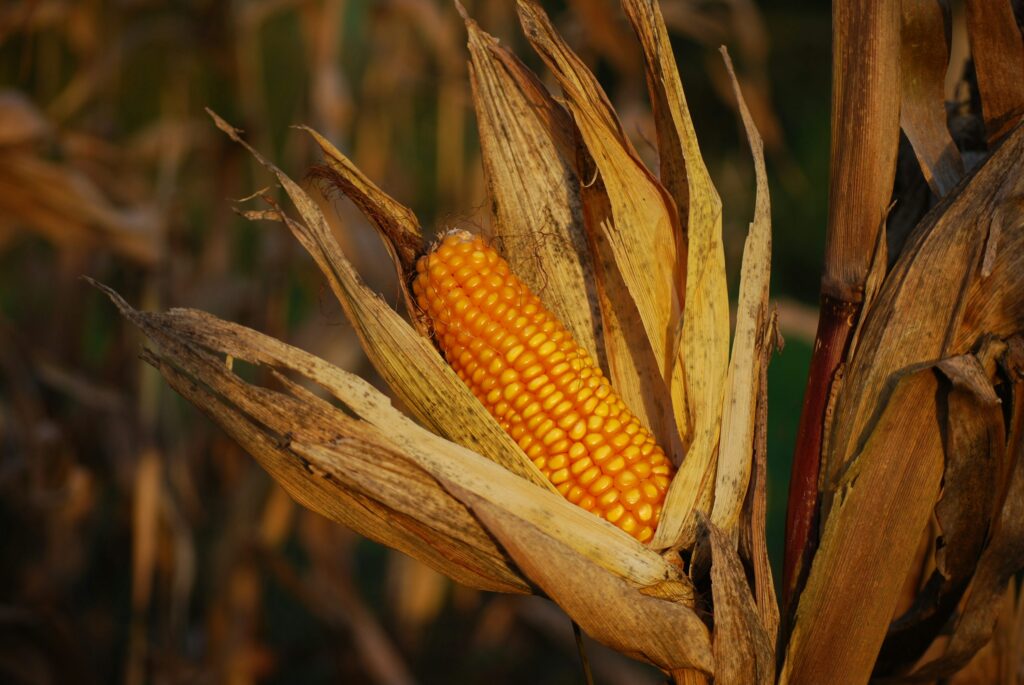 Corn in it's husk