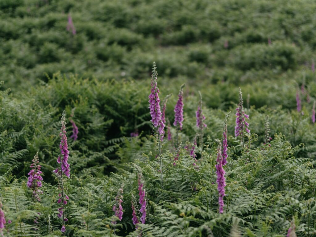 Purple foxglove in a field