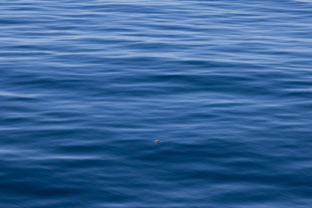 The ocean