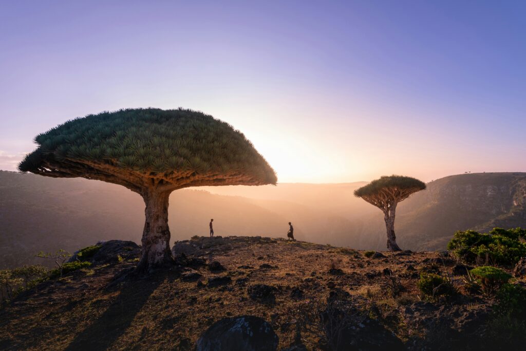 Dragon Trees
