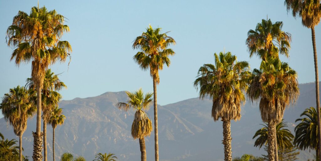 Palm Trees are just fine