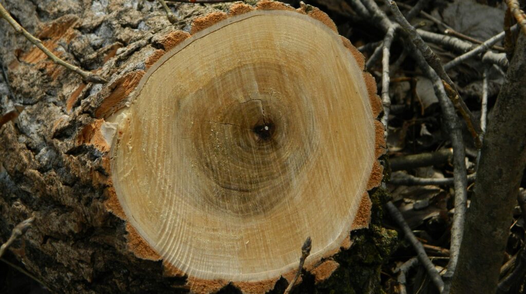 Europe through the Holocene: warmer and wetter than the present Tree rings