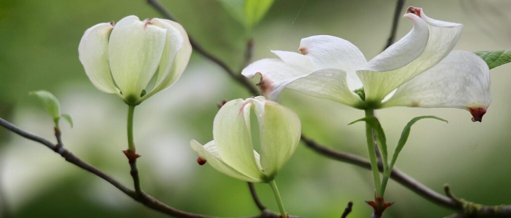 dogwood-7978952_1280