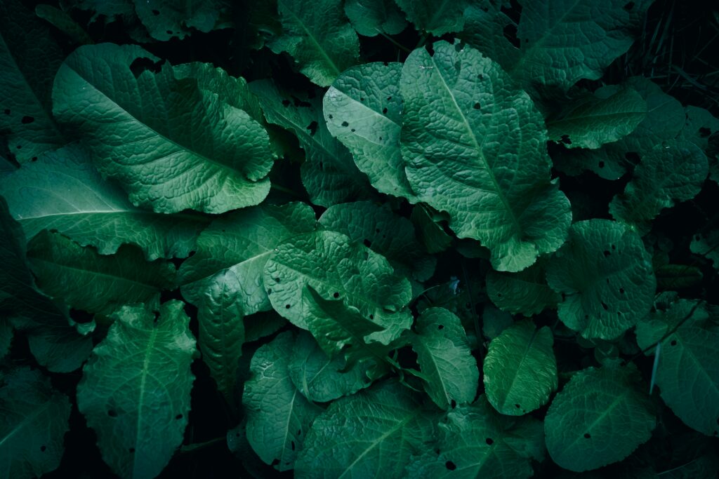wyxina-tresse-uGSXqt-l5KE-unsplash (1)
