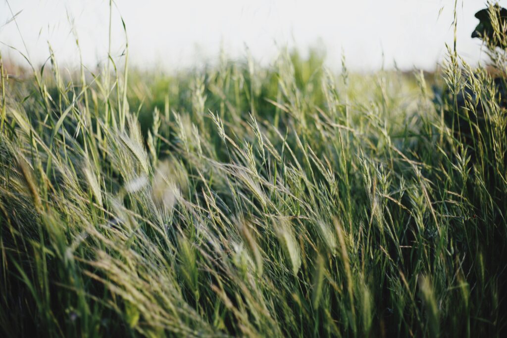 isiah-jackman-goh2DncITNQ-unsplash