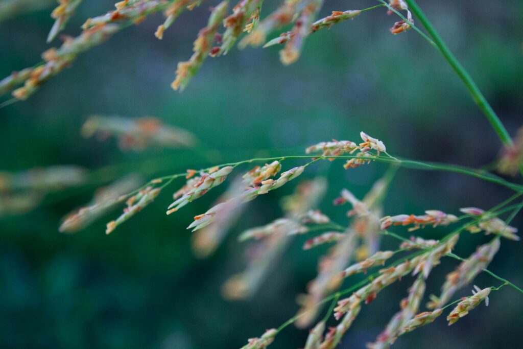 The effect of additional CO2 on Narrowheart Lovegrass s-laiba-ali-Qb4HNIBwXkM-unsplash