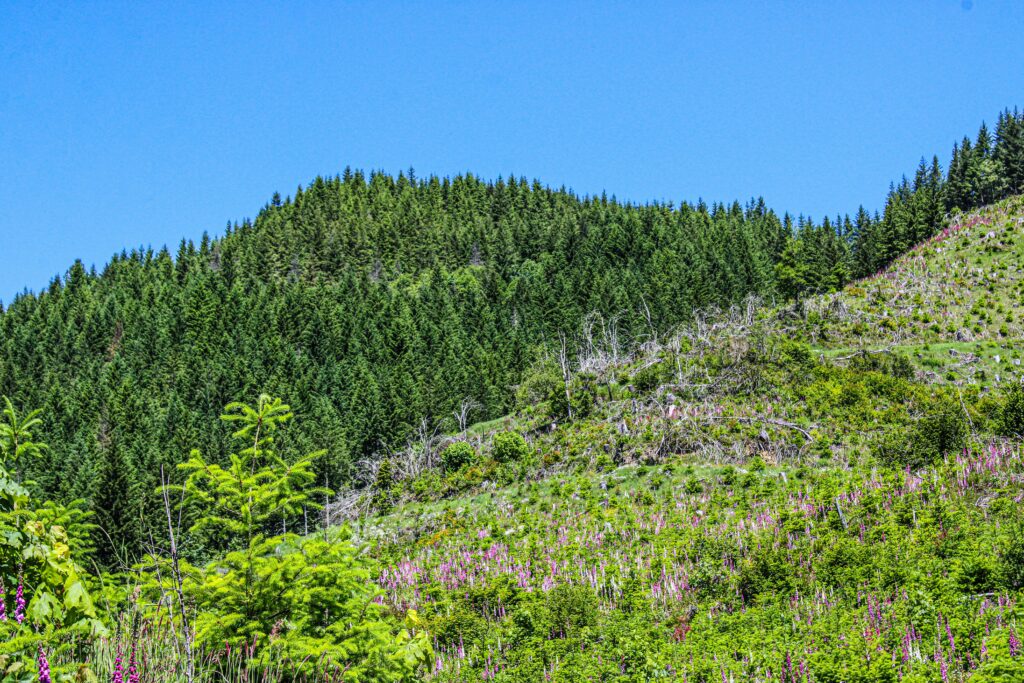 peter-robbins-wet2jNY8rV4-unsplash