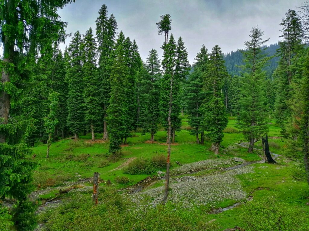 Silver fur and CO2 muzafar-riyaz-000fcWKO3Ds-unsplash