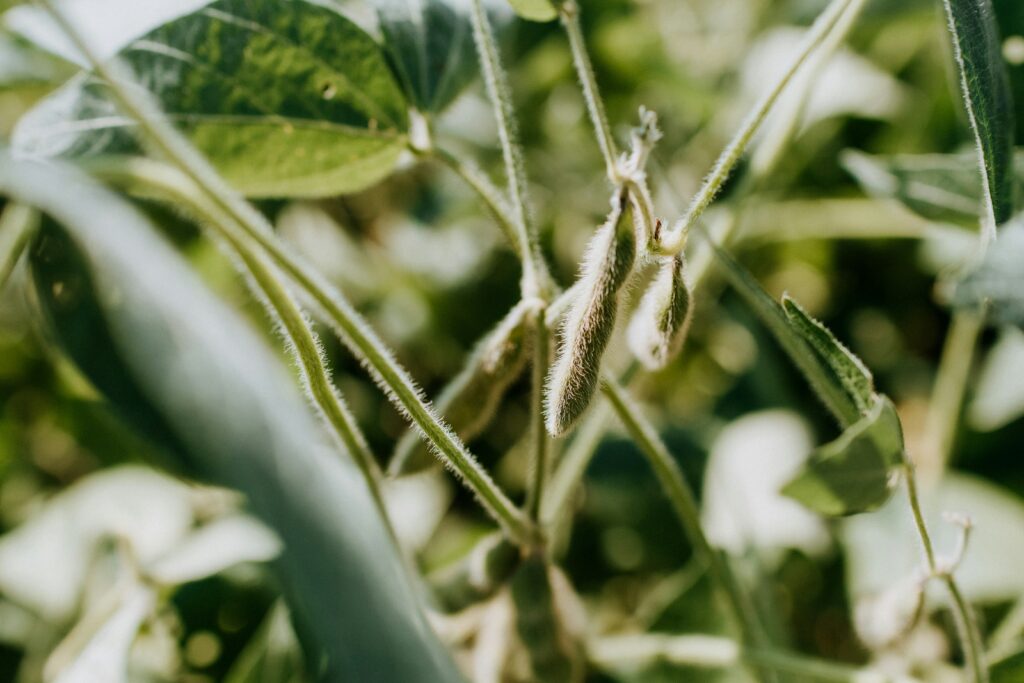 The effect of CO2 on soybean kelly-sikkema-bSdOcb6ptck-unsplash