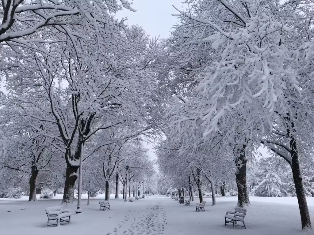 Snow-covered trees in a park