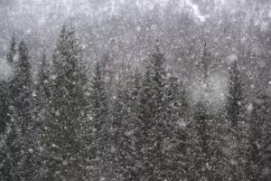 Snow falling and covering trees