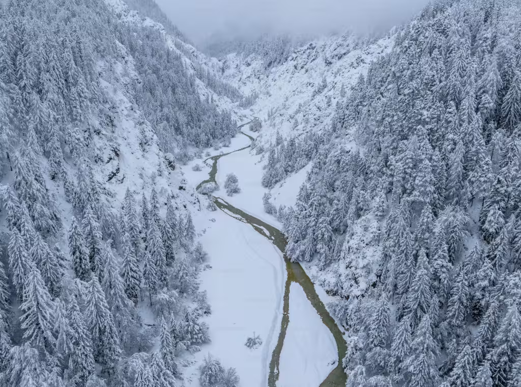 Snow-covered trees in a valley