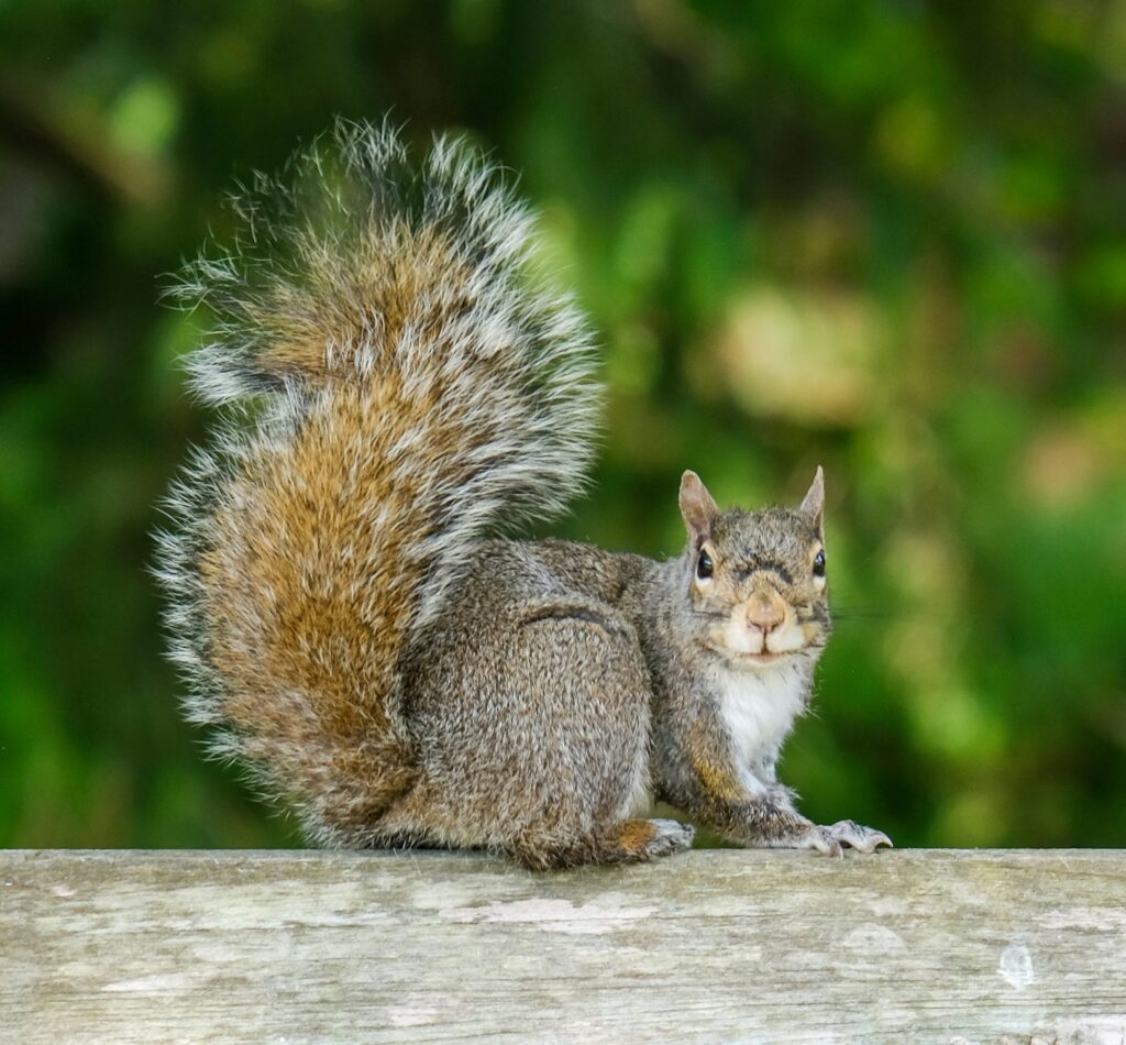 Yay, cold squirrel poop hans-jurgen-weinhardt-ofpQ5aQiGX0-unsplash