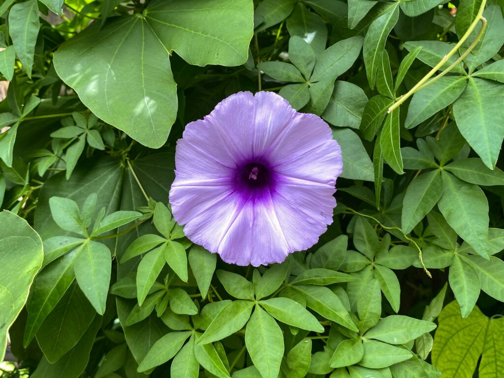 The effect of CO2 on Ipomoea cairica linda-gerbec-7mai60nOouk-unsplash